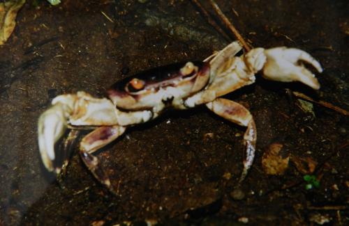 Geograpsus grayi